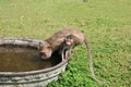 Macaque baby staring while mother drinking water Royalty Free Stock Photo