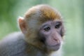 Macaque closeup