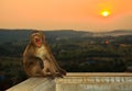 Macaque or Crab-eating macaque Royalty Free Stock Photo