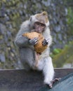 Macaque Eating Coconut in the Monkey Forest, Ubud Bali Royalty Free Stock Photo