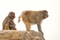 Macaque family