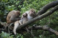 Macaque family on treetop