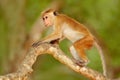 Macaque in the forest. Toque macaque, Macaca sinica. Monkrey on the tree. Macaque in nature habitat, Sri Lanka. Detail of monkey,