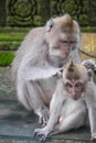 Macaque grooming