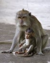Macaque and her Baby in the Monkey Forest, Ubud Bali Royalty Free Stock Photo