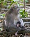 Macaque and her Baby in the Monkey Forest, Ubud Bali Royalty Free Stock Photo