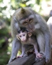 Macaque with her Infant in the Monkey Forest, Ubud Bali Royalty Free Stock Photo