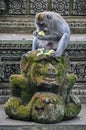 Macaque in the Hindu temple in Monkey Forest, Ubud, Bali Royalty Free Stock Photo