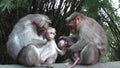 A Macaque with its baby sitting on a wall at Kumily, Periyar, Kerala, India