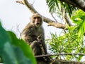 Macaque in the Jungle