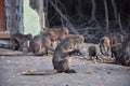 Macaque long tailed monkey, close-up portrait sitting in Phuket town along the river. Of the genus Macaca, constitute a genus of g