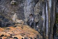 Macaque long tailed monkey, playing along the ocean sea cliffs around islands close to Phuket and Bangkok. Constitute a genus of M