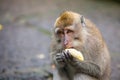 Cute monkeys lives in Ubud Monkey Forest, Bali, Indonesia.