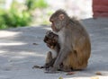 Macaque or Macaca Eating Biscuits Royalty Free Stock Photo