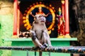 Macaque Macaca fascicularis monkey in Batu Caves, Kuala Lumpur Royalty Free Stock Photo