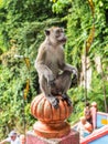 Macaque Macaca fascicularis monkey in Batu Caves, Kuala Lumpur, Malaysia Royalty Free Stock Photo