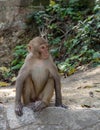 Macaque or Macaca Sitting on Wall Royalty Free Stock Photo