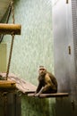 Macaque male at zoo Royalty Free Stock Photo