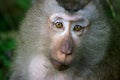Macaque Monkey Royalty Free Stock Photo