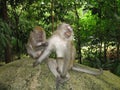 Macaque Monkey