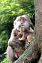 Macaque monkey Royalty Free Stock Photo