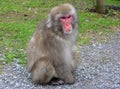 Macaque monkey