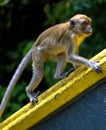 Macaque monkey Royalty Free Stock Photo