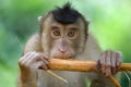 Macaque monkey Royalty Free Stock Photo