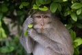 Macaque monkey