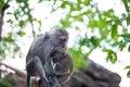 Macaque monkey with baby