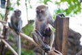 Macaque monkey with baby