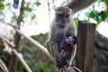 Macaque monkey with baby