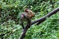 Macaque monkey with baby on its back