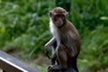 Macaque Monkey, Baco, Borneo, Malaysia Royalty Free Stock Photo