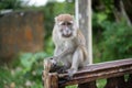 Macaque monkey