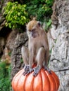 Macaque monkey at Batu Caves, Kuala Lumpur, Malaysia Royalty Free Stock Photo