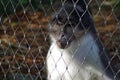 Macaque Monkey Behind Fence