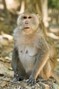 Macaque monkey in Cambodia Royalty Free Stock Photo