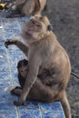 Macaque monkey carrying her baby