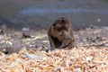 Macaque monkey chooses food from pile of bread crusts on ground. Selective focus, blurred background. Front view. Horizontal Royalty Free Stock Photo
