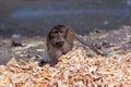 Macaque monkey chooses food from pile of bread crusts on ground. Selective focus, blurred background. Front view. Horizontal Royalty Free Stock Photo