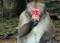 Macaque monkey eating banana