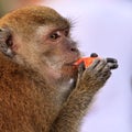 Macaque monkey eating fruit Royalty Free Stock Photo