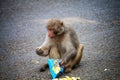 Macaque monkey enjoying chips on road hd Royalty Free Stock Photo