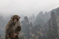 Macaque Monkey in front of the Zhangjiajie mountains in Wulingyuan national park, Hunan - China