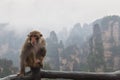 Macaque Monkey in front of the Zhangjiajie mountains in Wulingyuan national park, Hunan - China