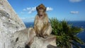 Macaque monkey in Gibraltar