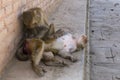 Macaque monkey grooming other monkey lying down contentedly