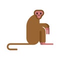 Macaque monkey isolated. Animal mammal wildlife vector