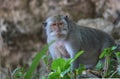 Macaque monkey looking straight at the camera